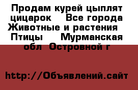 Продам курей цыплят,цицарок. - Все города Животные и растения » Птицы   . Мурманская обл.,Островной г.